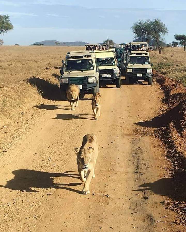 ANAPA TRAVEL AFRICA TOURS gallery