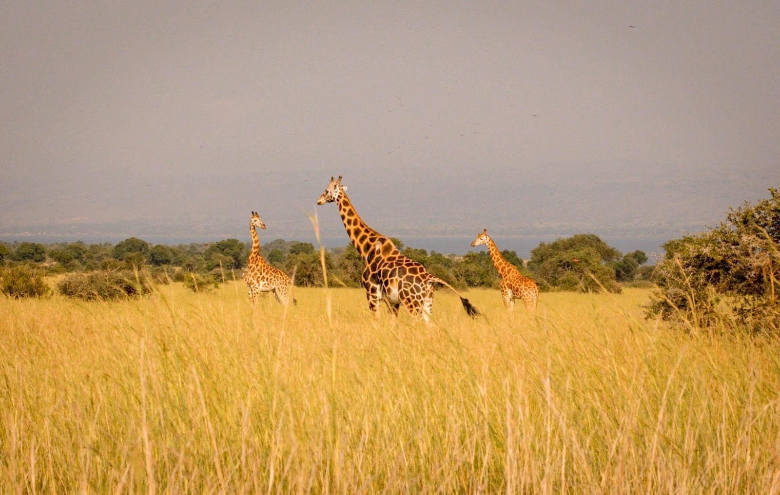 About Africa  gallery