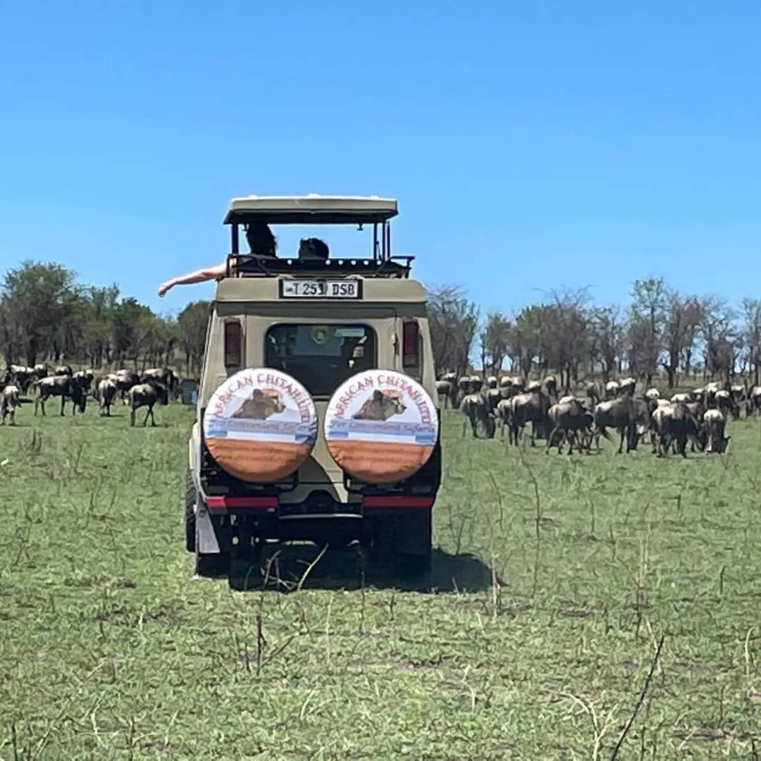 African Chitah gallery