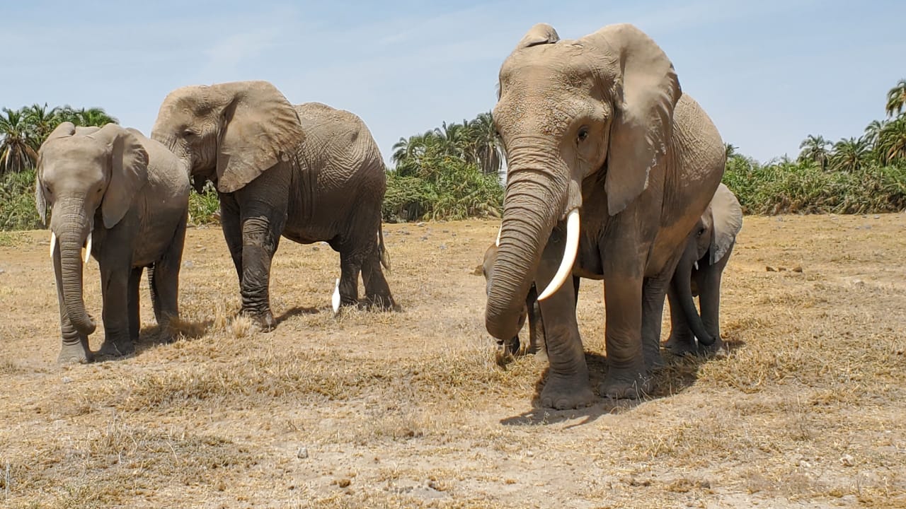 African Hartebeest Safaris gallery