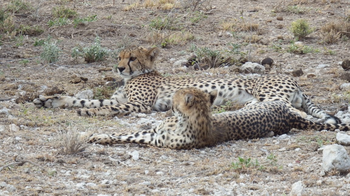 African Hartebeest Safaris gallery