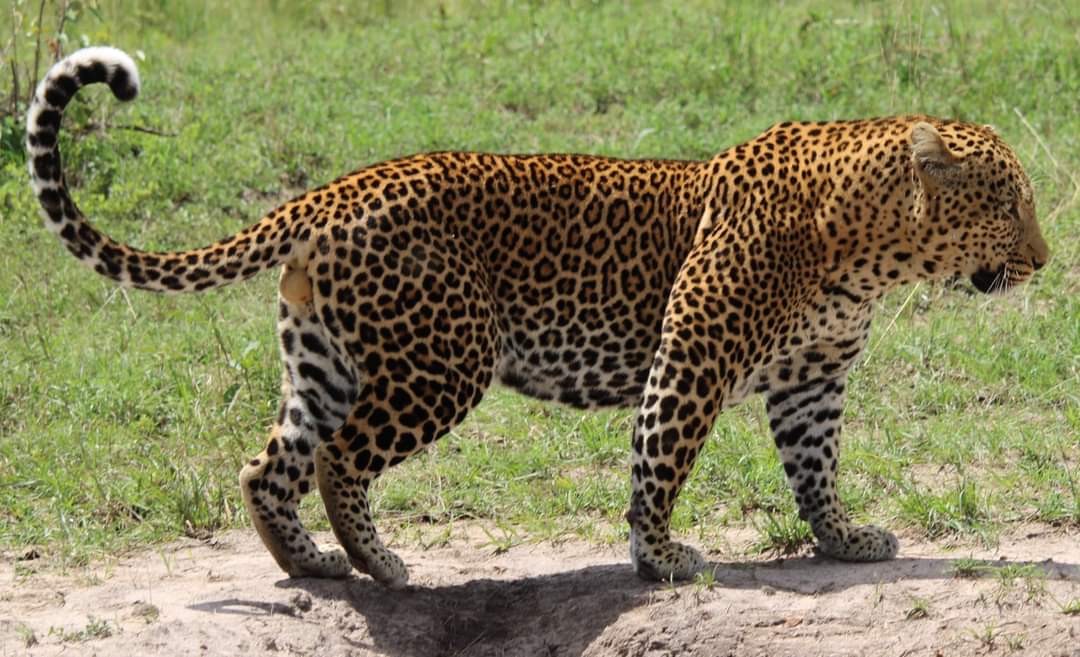 African Hartebeest Safaris gallery