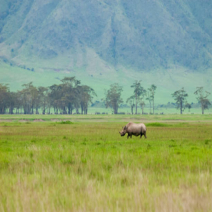 Afrique Aesthetic Safaris gallery