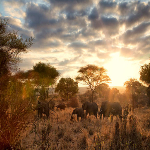Afrique Aesthetic Safaris gallery