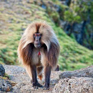 Ethio Top Land Tours gallery