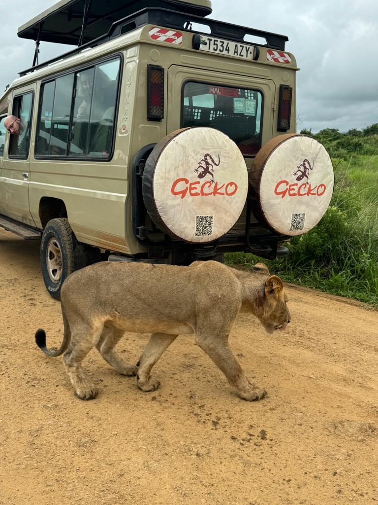Gecko Adventure Tanzania gallery