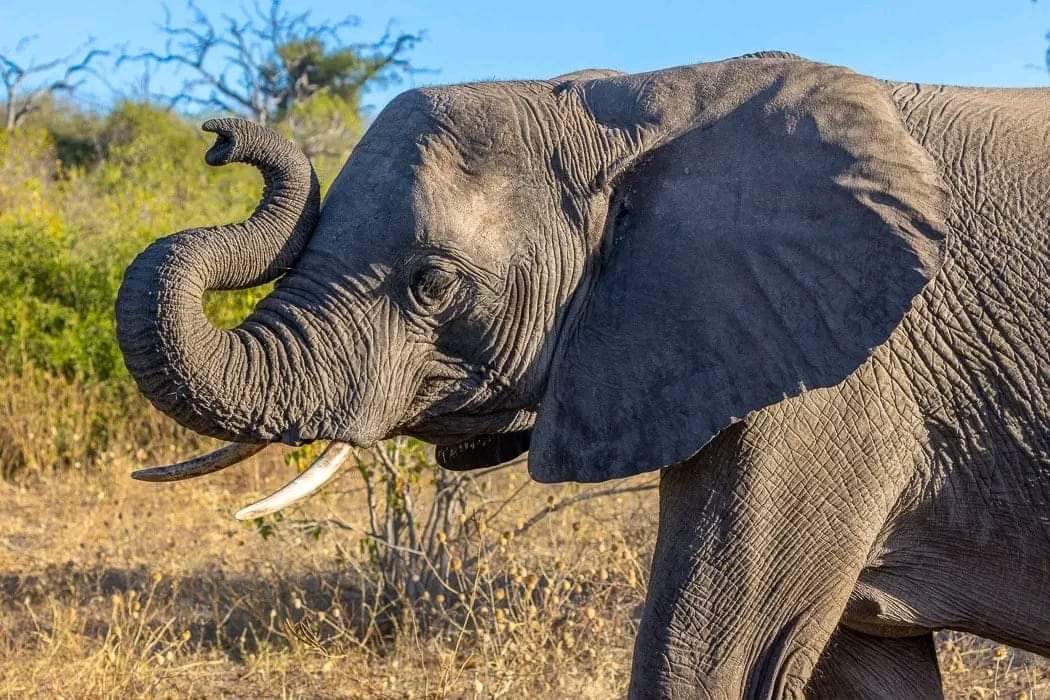 Gecko Adventure Tanzania gallery