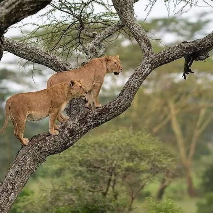 HappyLux Safaris and Adventure gallery