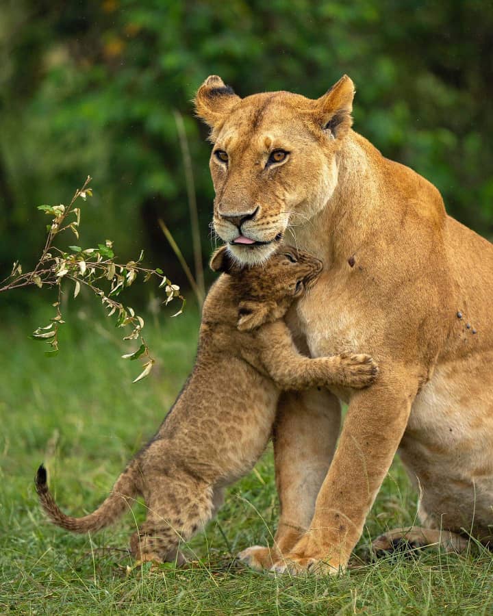 KILIMANJARO AND SAFARIS ADVENTURE gallery