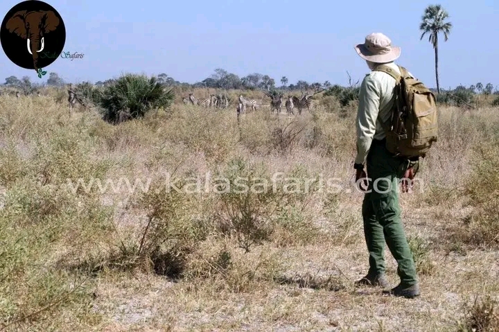 Kala Safaris gallery