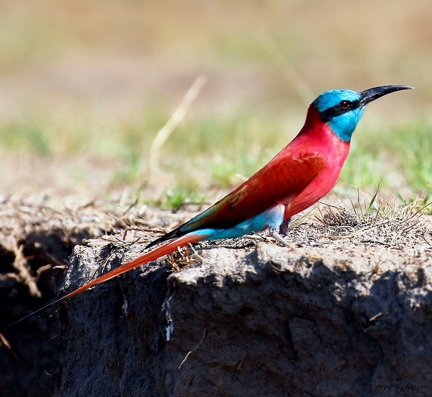 PEA Tours and Safaris gallery