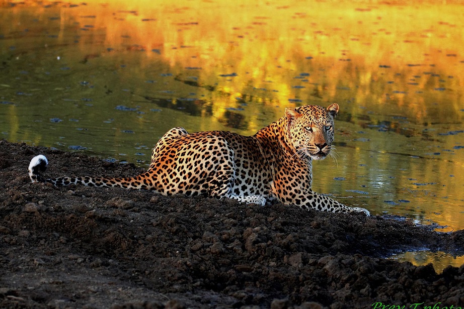 PEA Tours and Safaris gallery