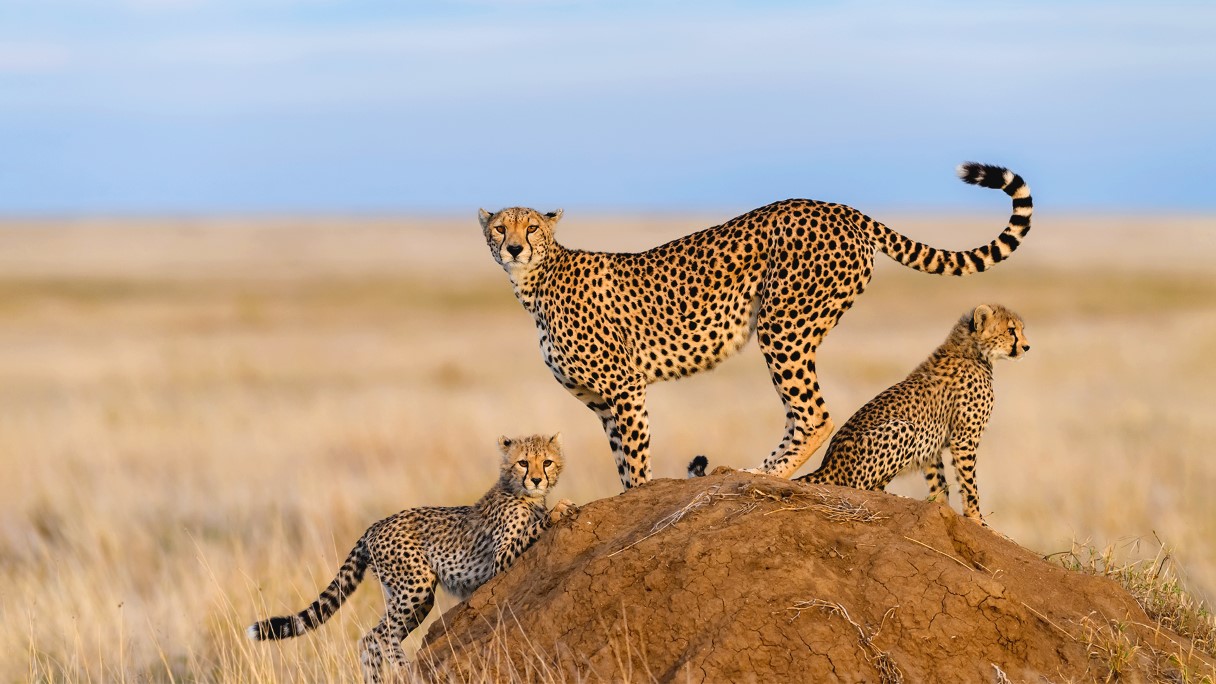 Paramount View Tanzania Limited gallery