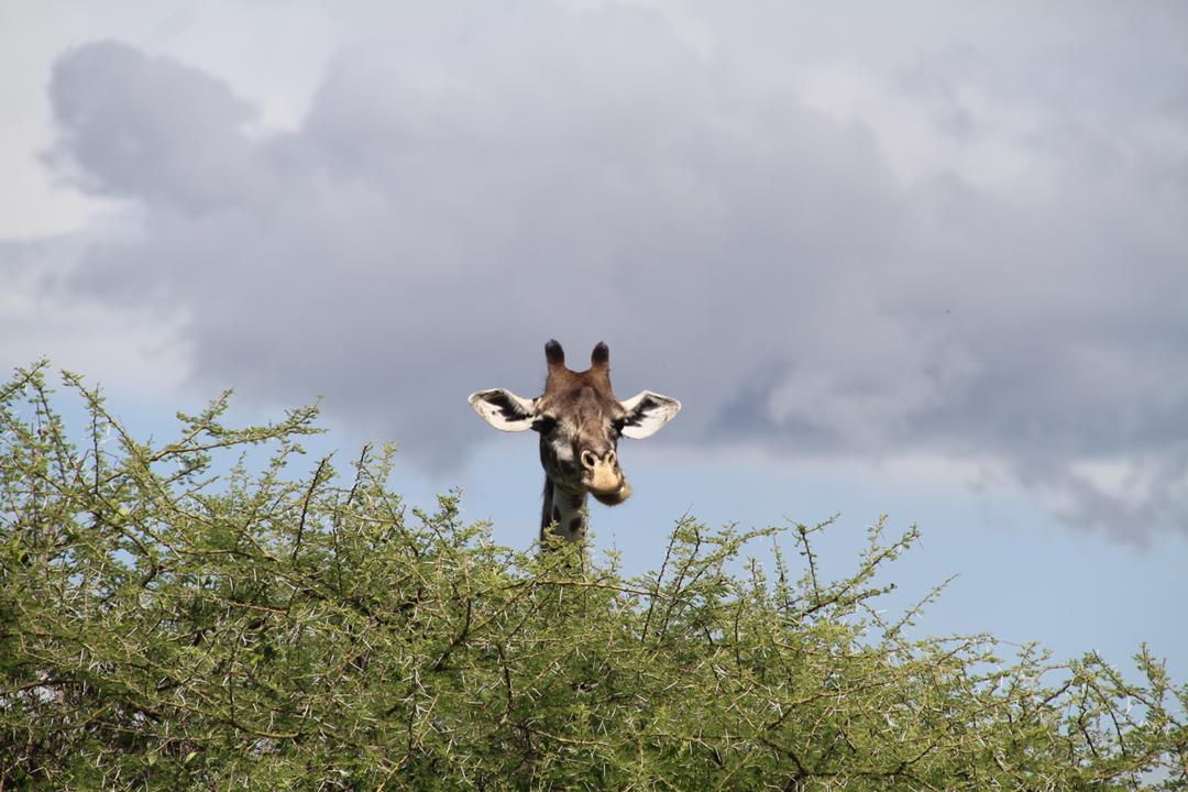 Usaka Safari Adventures gallery