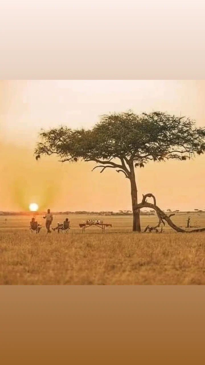 Vervet Safari And Tours Tanzania gallery