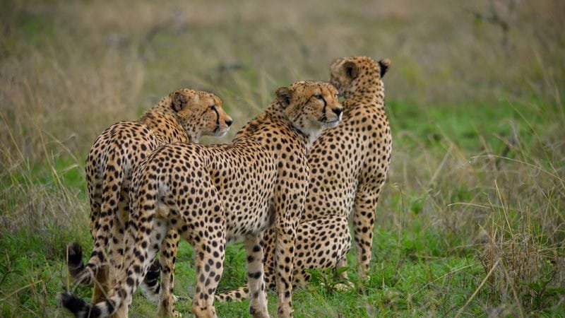 tarangire experience safaris gallery