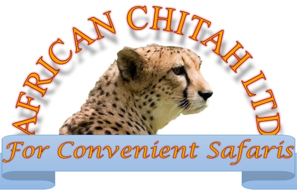 African Chitah