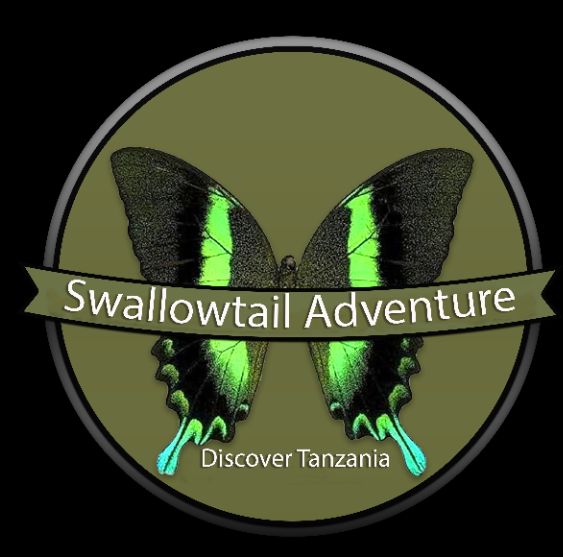 Swallowtail Adventure