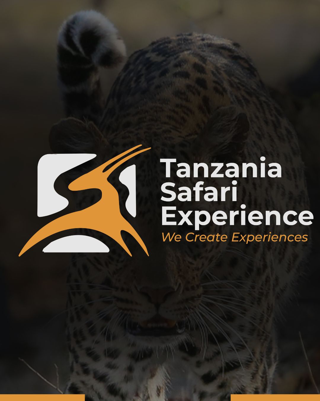 Tanzania Safari Experience