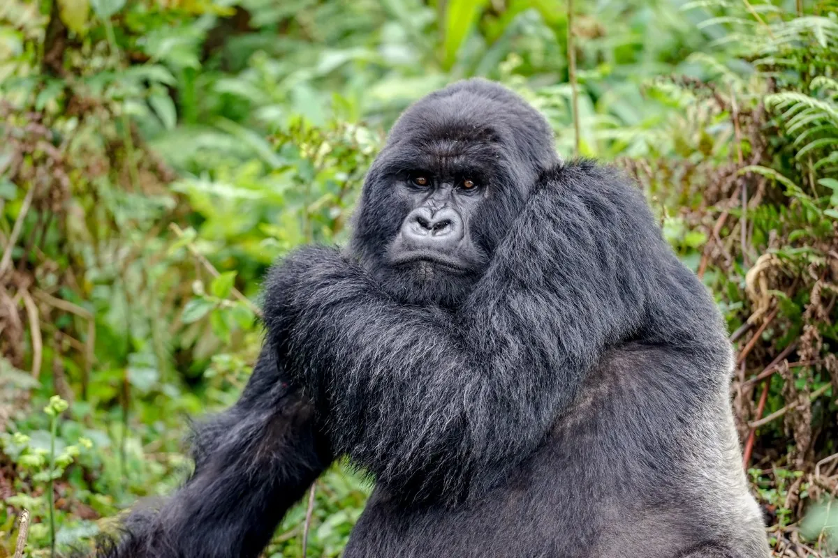 Rwanda Gorilla and Golden Monkey Trek Details | Safariopedia | Explore ...