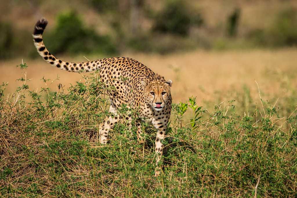 Wild Pride Safaris
