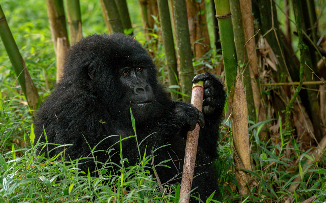 JOMERT GORILLA SAFARIS LTD