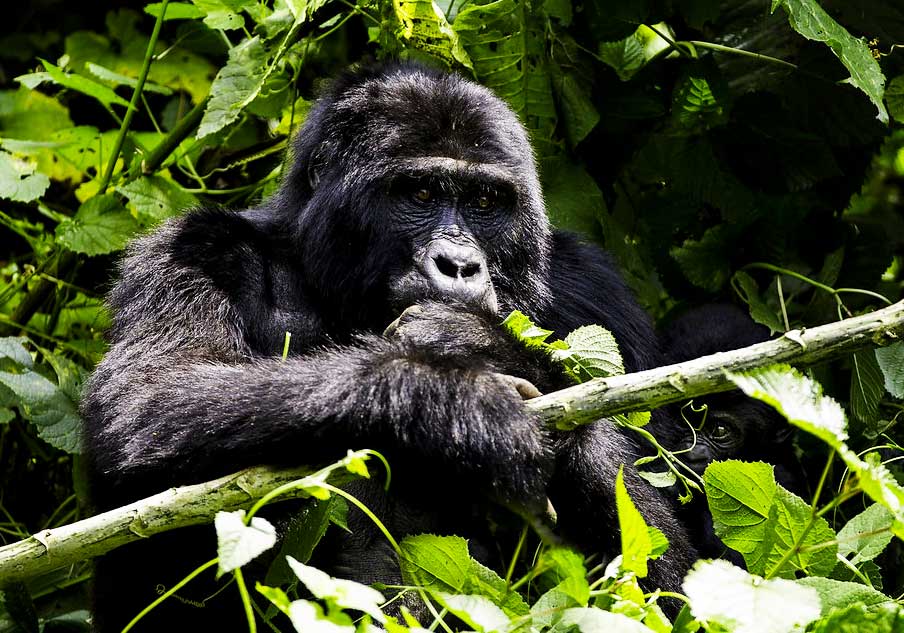 Irembo Africa Safaris