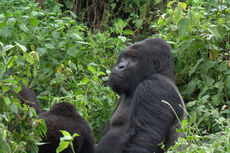 4 Days Rwanda Ultimate Gorilla Trek Tour Details | Safariopedia