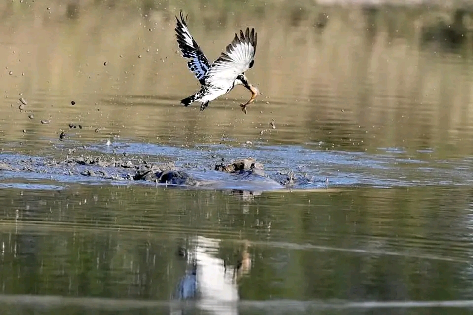Mwezi safaris