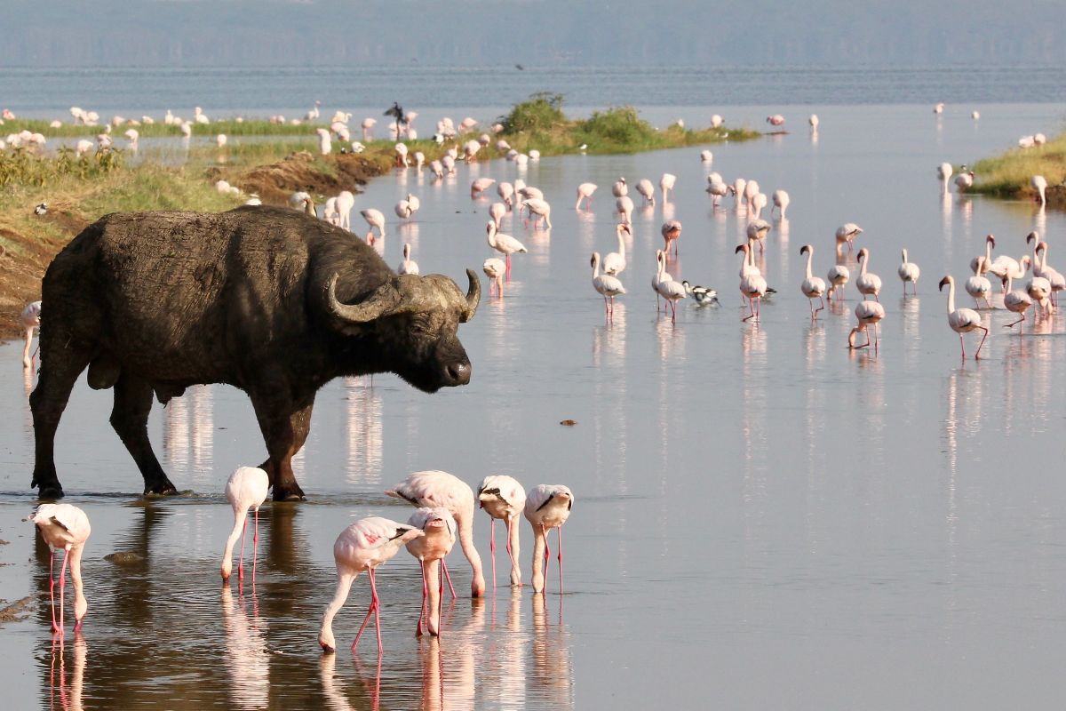 12 Days Magical Kenya Safari Details | Safariopedia | Explore Worldwise ...