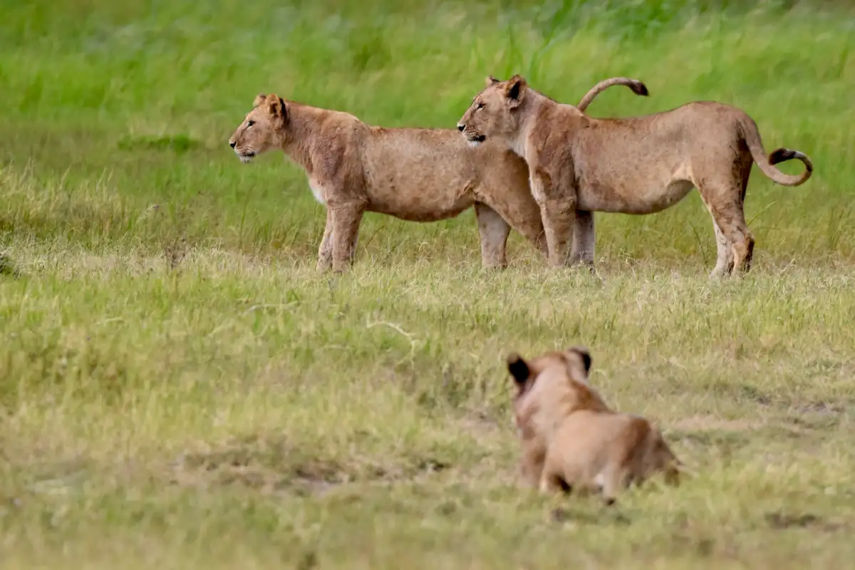 Wonder of the World Wildebeest Migration private Safari Details ...